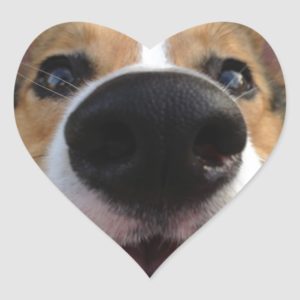 Welsh Corgi Dog Nose Collection Heart Sticker