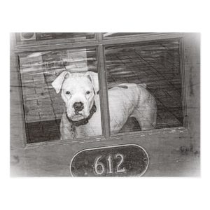 White Boxer Dog Behind Door, Black and White Postcard