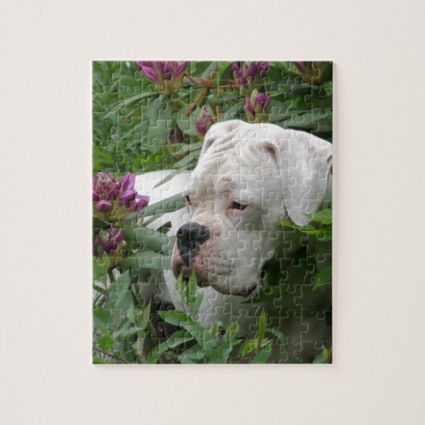 White Boxer in Pink Rhodies Jigsaw Puzzle