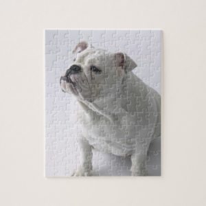 White English Bulldog sitting in studio, Jigsaw Puzzle