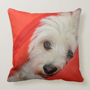 white havanese dog lies on orange cushions