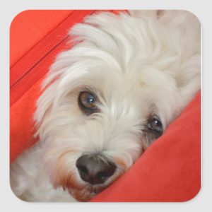 white havanese dog lies on orange cushions square sticker