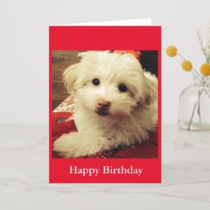 White Puppy on Red Blanket Happy Birthday card